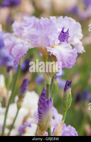 Iris 'Annabel Jane', parte di Bryan Dodsworth collezione di iris. Doddington Hall e giardini, Lincolnshire, Regno Unito. Giugno 2016. Foto Stock