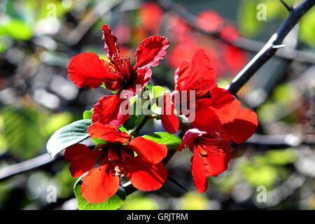 Cydonia oblonga (cotogna ornamentali) blossom. Foto Stock