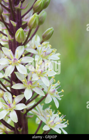 Eucomis comosa. Giglio di Ananas / ananasso fiore Foto Stock