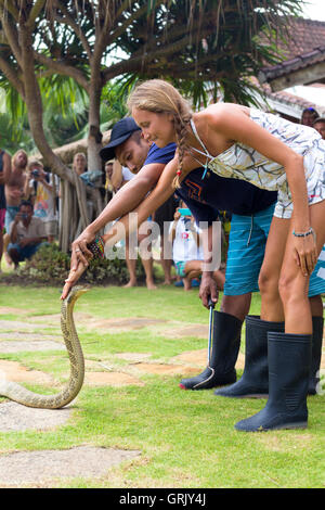 Mostra di serpenti,Bali, Indonesia Foto Stock