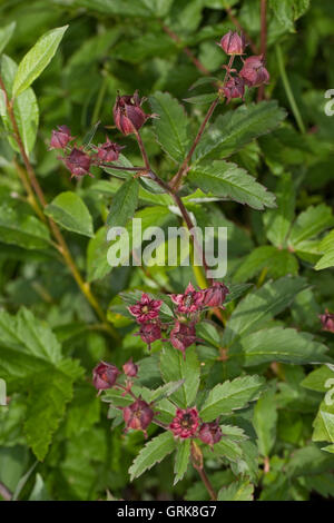 Sumpf-Blutauge, Sumpfblutauge, Blutauge, Sumpf-Fingerkraut, Potentilla palustris, Comarum palustre, Marsh Cinquefoil, Viola Mar Foto Stock