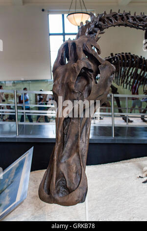 Anatotitan copei dal Museo Americano di Storia Naturale di New York. Foto Stock