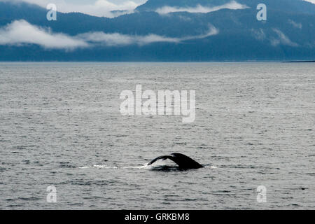 Le Balene con la gobba di soffiatura e immersioni subacquee in stretto ghiacciate. Parco Nazionale di Glacier Bay adn preservare. Chichagof Island. Juneau. Al sud-est Foto Stock