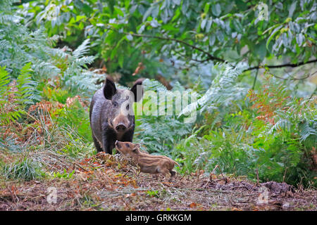 Il cinghiale e il maialino nella Foresta di Dean Foto Stock