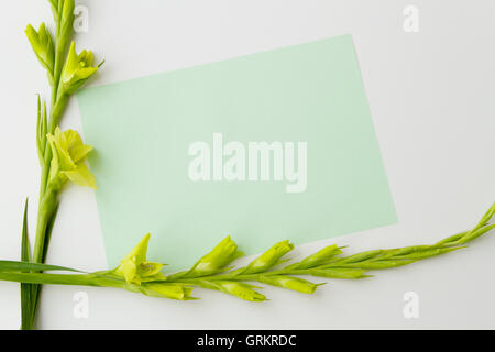 Giallo gladiolus fiori e vuota del foglio di carta su sfondo bianco dal di sopra, vista dall'alto, piana, laici copia spazio per il testo Foto Stock