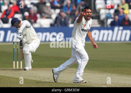 Ravi Bopara Essex di ricorsi con successo e rivendicazioni il paletto di Alex Gidman, intrappolati lbw - Essex CCC vs Gloucestershire CCC - LV County Championship Division due Cricket presso l'Essex County Ground, Chelmsford - 10/04/13 Foto Stock