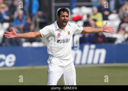 Ravi Bopara Essex di ricorsi con successo e rivendicazioni il paletto di Alex Gidman, intrappolati lbw - Essex CCC vs Gloucestershire CCC - LV County Championship Division due Cricket presso l'Essex County Ground, Chelmsford - 10/04/13 Foto Stock