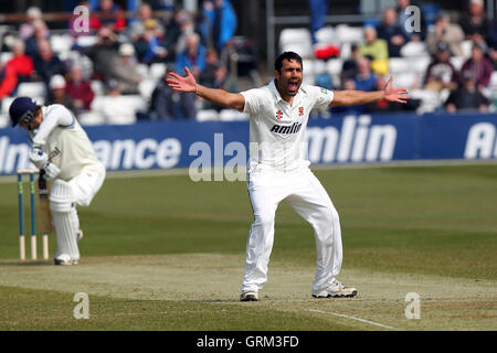 Ravi Bopara Essex di ricorsi con successo e rivendicazioni il paletto di Alex Gidman, intrappolati lbw - Essex CCC vs Gloucestershire CCC - LV County Championship Division due Cricket presso l'Essex County Ground, Chelmsford - 10/04/13 Foto Stock