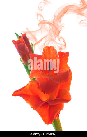 Close up red gladiola blossoms isolati su sfondo bianco. Messa a fuoco selettiva. Foto Stock