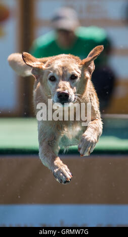 Dock di salto del cane la concorrenza a Charleston, Carolina del Sud. I cani possono saltare fino a 9 metri fuori dal dock. Foto Stock