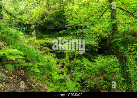 St Nectans Glen piccola cascata in Cornovaglia Foto Stock