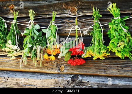 Un assortimento di erbe aromatiche. Varietà di essiccazione di erbe aromatiche. Foto Stock