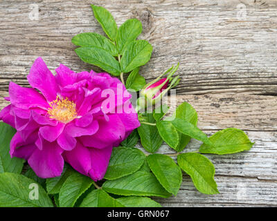 Deep pink rugosa rose fiore con foglie e bud sulla vecchia scheda spiovente Foto Stock