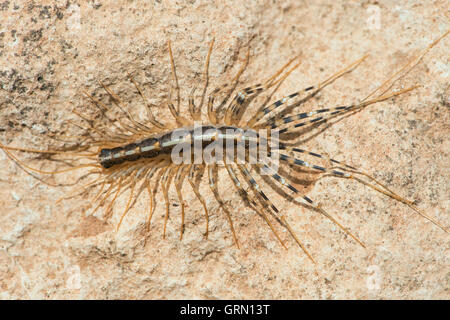 Casa (Centipede La Scutigera) Foto Stock