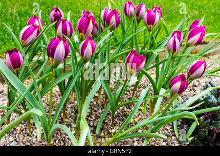 Nana viola i tulipani Tulipa Humilus' Odalisca in un giardino. Foto Stock