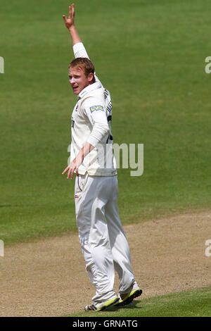 Tom Westley di Essex appelli per il paletto di Matteo Pardoe - Worcestershire CCC vs Essex CCC - LV County Championship Division due Cricket a New Road, Worcester - 31/05/13 Foto Stock