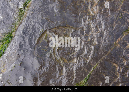 Ammonita fossile in roccia sulla spiaggia : Jurassic Coast, Inghilterra Foto Stock