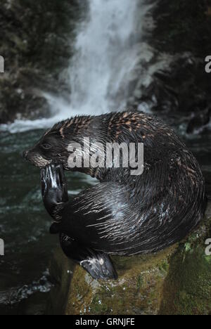 Nuova Zelanda pelliccia sigillo pup al flusso di Ohau vicino a Kaikoura. Foto Stock