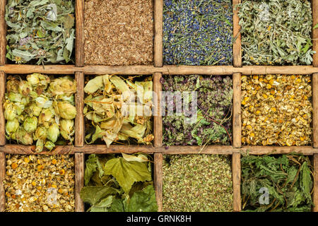 Assortiti di medicina naturale di erbe secche. Foto Stock