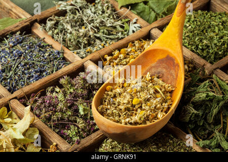 Un assortimento di secchi Erbe mediche tea Foto Stock