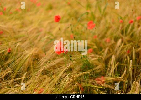 Papaveri al vento in un campo di grano. Foto Stock