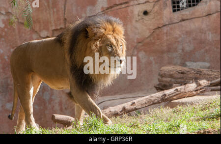 Un maschio di leone [Panthera leo] in uno zoo. San Diego, CA. Foto Stock