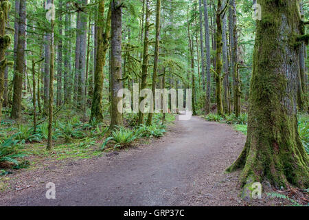 Un ben viaggiato percorso attraversa Hoh foresta pluviale nel Parco Nazionale di Olympic. Foto Stock