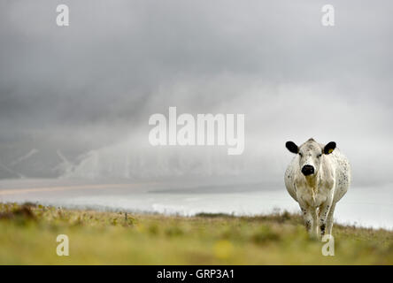 Mucca sulla fascia costiera South Downs con misty sette sorelle chalk cliffs in background Foto Stock