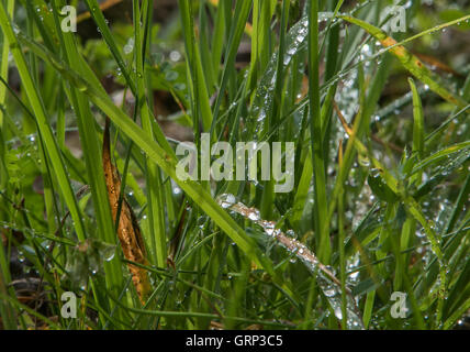 Goccioline di acqua sull'erba in un campo durante una mattina d'estate. Foto Stock