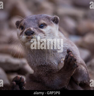 Otter giocando in acqua Foto Stock