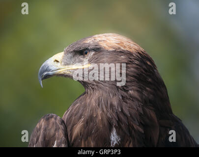 Steppa Eagle close up colpo alla testa Foto Stock