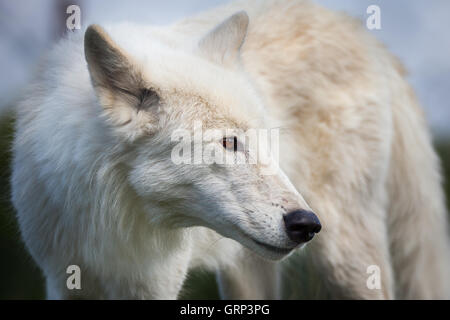 White della baia di Hudson wolf close up colpo alla testa Foto Stock