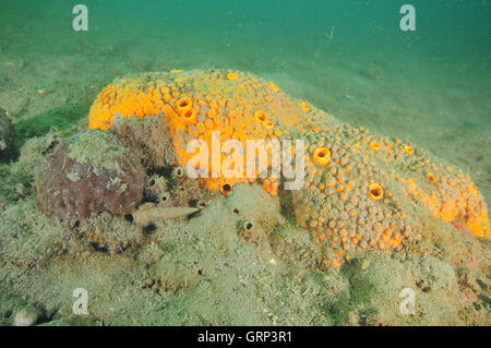 Polpetta marrone (Tethya) e noioso giallo (Cliona celata) spugne sul fondo fangoso Foto Stock