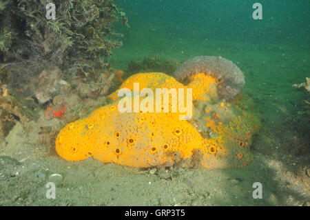 Giallo noioso spugna (Cliona celata) essendo pulite dal cetriolo di mare Foto Stock