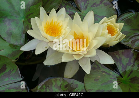 Fragranti acqua giglio fiori (Nymphaea odorata), USA orientale Foto Stock