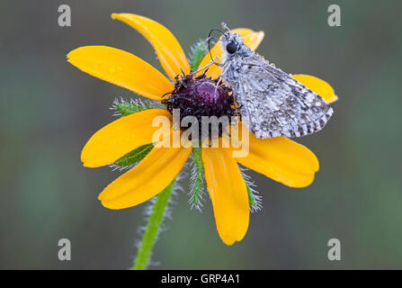 Common Chequered Skipper Butterfly (Pyrgus communis) alimentazione su Black-eyed Susan (Rudbeckia hirta) e USA, di Skip Moody/Dembinsky Photo Assoc Foto Stock