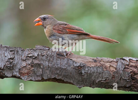 Il Cardinale nord Cardinalis cardinalis femmina di mangiare semi e iniziando a molt, Nord America orientale Foto Stock