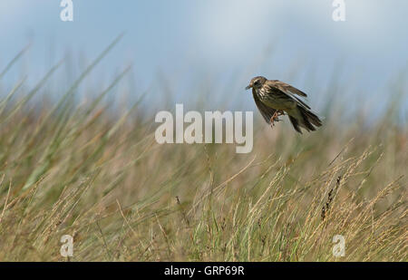 Skylark-Alauda arvense prende il cibo al nido. Regno Unito Foto Stock