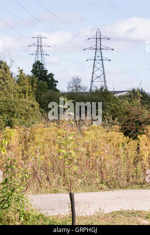 Leybourne Lakes Country Park, un ex sabbia e ghiaia che lavorano in Kent, Inghilterra, Regno Unito ed ora una rigenerata sito brownfield Foto Stock