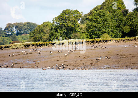 Oche del Canada sul fiume Cleddau, Pembrokeshire, Galles Foto Stock