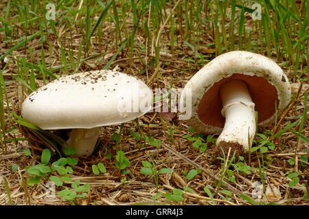 Campo - funghi Agaricus campestris Foto Stock