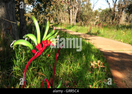 Rosso-verde zampa di canguro (Anigozanthus mangelsii) accanto al percorso di macchia, Wireless Hill Park, Perth, Western Australia. N. PR Foto Stock