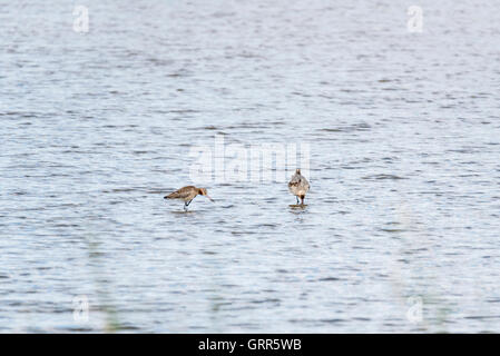 Due nero-tailed godwits in piedi in acqua Foto Stock
