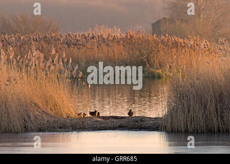 Vista sui laghi e canneti alle anatre in piedi su una banca di fango a Shapwick Heath Riserva Naturale vicino Street in Somerset Foto Stock