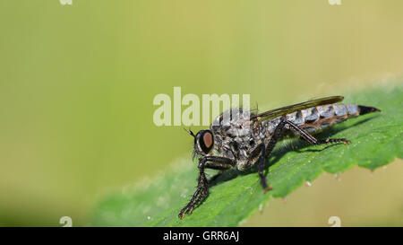 Robber fly, Tolmerus sp, su una foglia verde contro a sfocare lo sfondo di colore verde Foto Stock