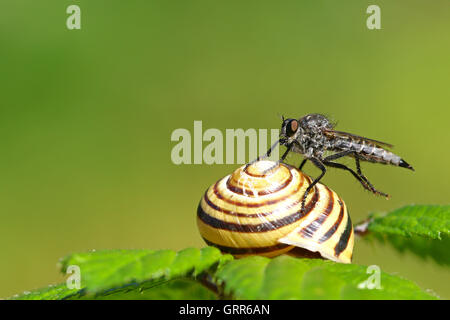 Robber fly, Tolmerus sp, su una lumaca Guscio su una foglia verde contro a sfocare lo sfondo di colore verde Foto Stock