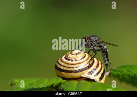 Robber fly, Tolmerus sp, su una lumaca Guscio su una foglia verde contro a sfocare lo sfondo di colore verde Foto Stock