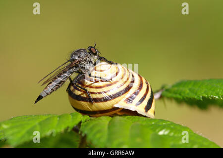 Robber fly, Tolmerus sp, su una lumaca Guscio su una foglia verde contro a sfocare lo sfondo di colore verde Foto Stock