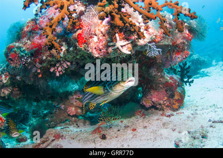 Enorme sweetlips orientali che si nasconde sotto il giardino di corallo a Vakarufalhi ethere thila. Foto Stock