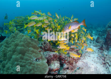 Due sweetlips in giro con una scuola di yellow lutiani Foto Stock